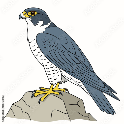 peregrine-falcon--female----colour-color-design-an