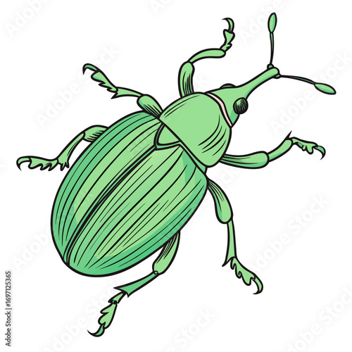 Green weevil, a plant pest insect vector