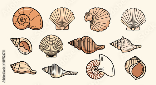Illustration of various seashells with different shapes and patterns arranged on a light background