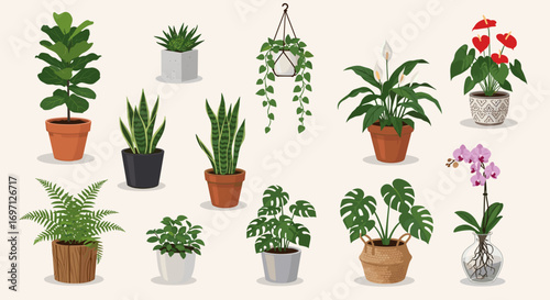 Illustration featuring a collection of various potted houseplants displayed against a light background