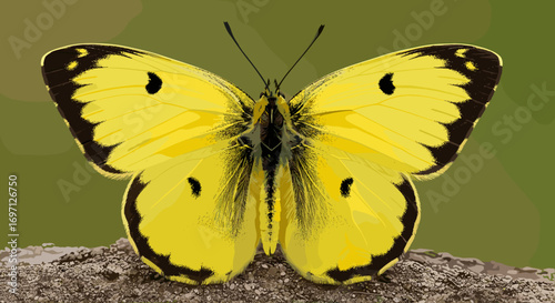 A close up view of a yellow butterfly with black markings resting on a textured surface outdoors in daylight