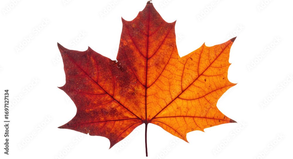 Obraz premium Autumn Maple Leaf Red Orange Fall Colors.