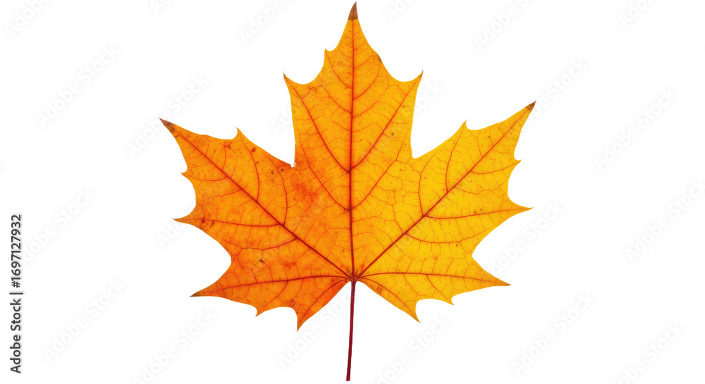 Obraz premium Autumn Maple Leaf Vivid Orange Fall Colors 2.