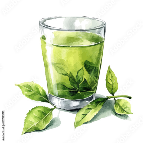 Green Tea, watercolor painting vector, isolated on a white background.
