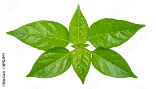 Fresh green pepper leaves in a symmetrical arrangement against white background