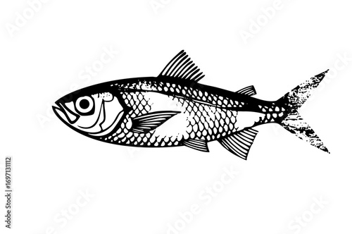 Vector Detailed of a silver fish with textured scales.