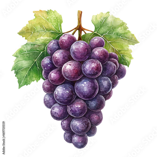 Grape, watercolor vector, isolated on a white background.