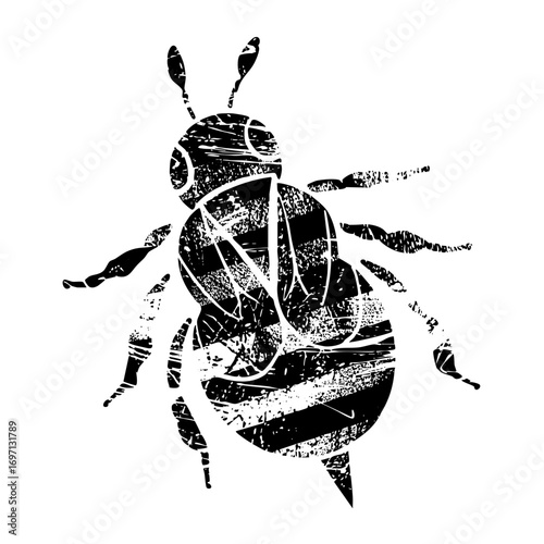 Vector Detailed black insect with striped abdomen.
