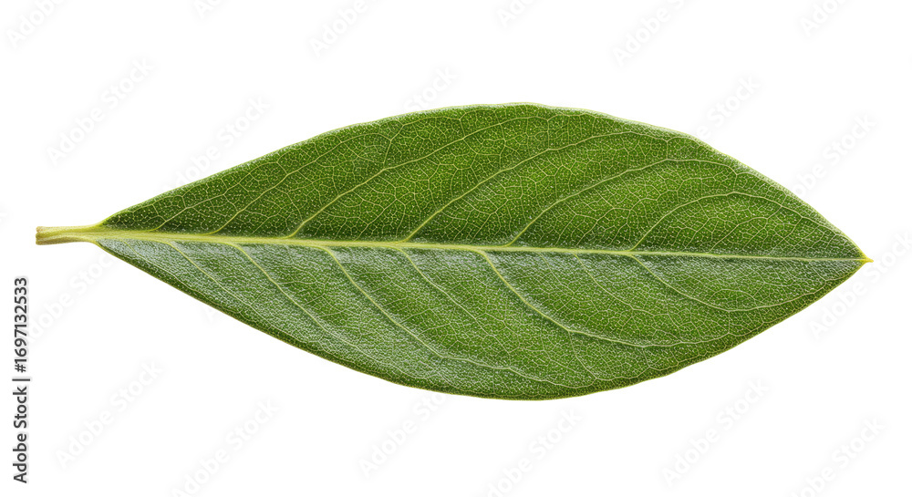 Obraz premium Single Green Leaf Close Up View.