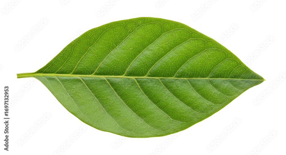 Obraz premium Single Green Leaf Detailed Closeup.