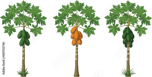 Papaya tree illustration, tropical fruit, ripe orange papaya, green unripe fruit, tropical plant, lush green leaves, healthy growth, natural environment