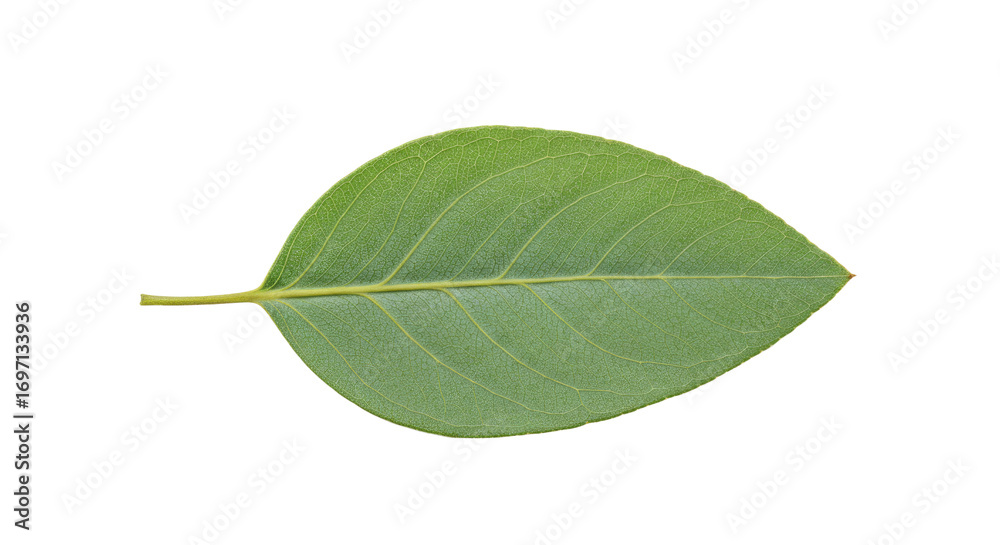 Obraz premium Single green leaf isolated on white background 5.