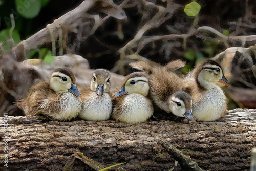 Adorable Wood Duck Ducklings Resting 