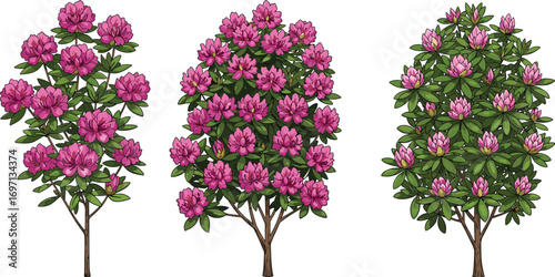 Vibrant pink rhododendron bushes with lush green leaves, blooming flowers, spring garden, colorful outdoor plants, nature landscape, fresh floral scene