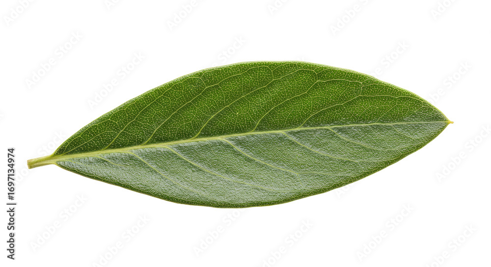 Fototapeta premium Single guava leaf vibrant green detailed veins.