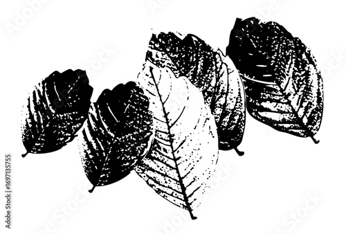 Vector Botanical of overlapping beech leaves in monochrome.