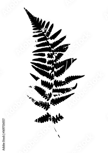 Vector Elegant fern frond showcases natural botanical detail.