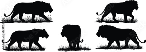 Silhouette lions walking standing grassy terrain wildlife illustration, majestic big cats in different poses, African savanna animal art vector design