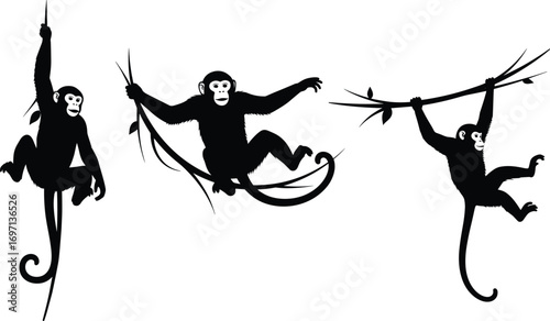 Monkey, silhouette, jungle, wildlife, swinging, hanging, branch, vine, tropical, forest, animal, nature, playful, primate, tree, canopy, motion, exotic, mammal, adventure