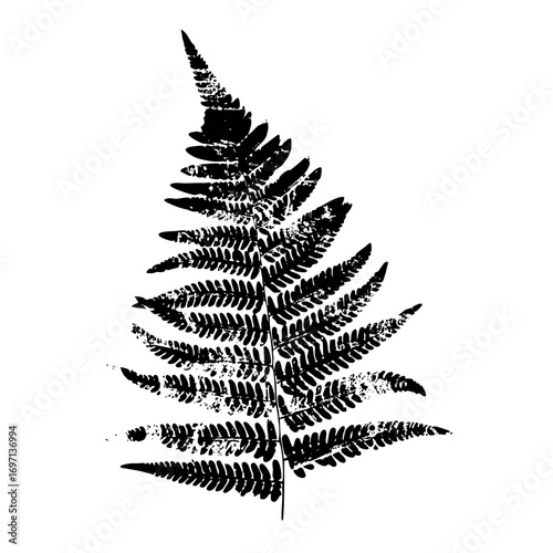 Vector Detailed black fern frond showcases botanical elegance.