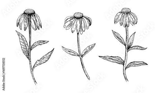 Echinacea purpurea black and white ink illustration. Detailed vector design elements in engraving style