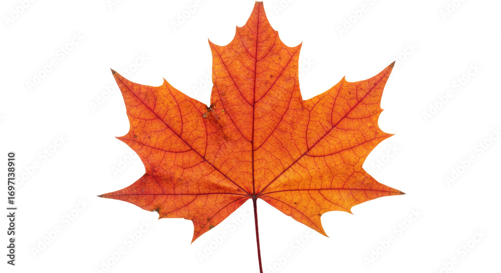 Fototapeta premium Single orange maple leaf isolated on white 15.