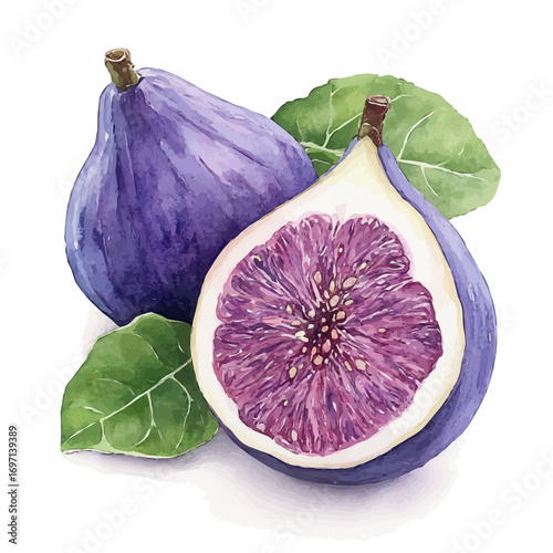 Fig, watercolor vector, isolated on a white background.