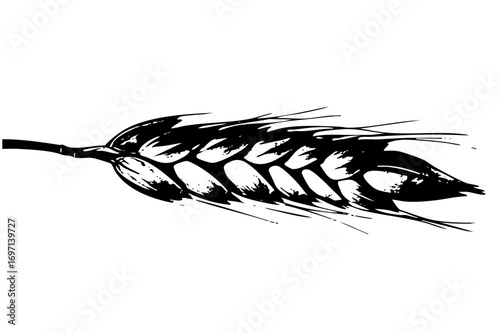 Vector Detailed black and white of a wheat stalk.