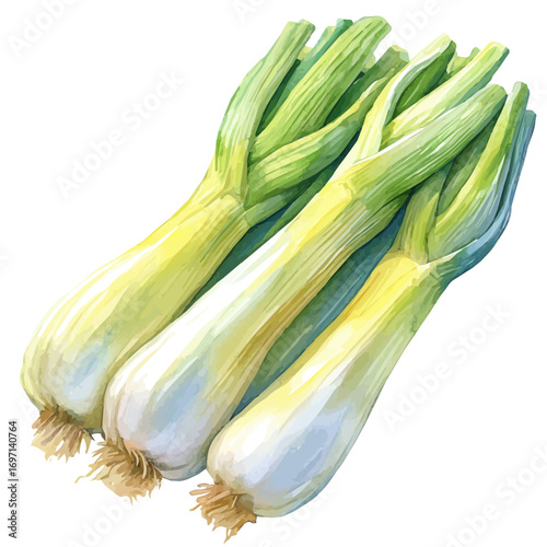 Endive, watercolor illustration vector, isolated on a white background.