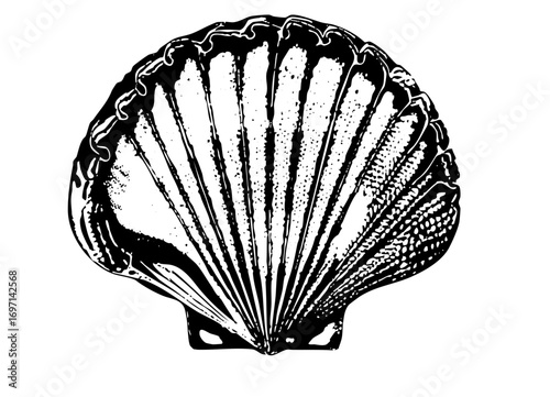 Vector Detailed of a scallop with radiating ribs.