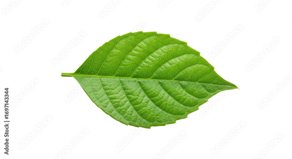Obraz premium Single vibrant green leaf isolated on white 19.