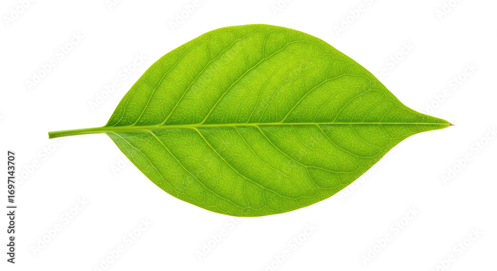 Obraz premium Single vibrant green leaf isolated on white 22.
