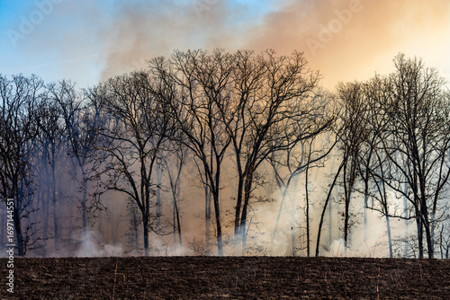 Tree Line Prarie Burn