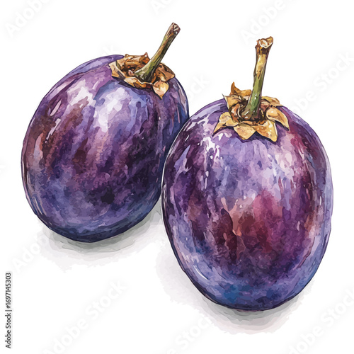 Date, watercolor drawing vector, isolated on a white background.