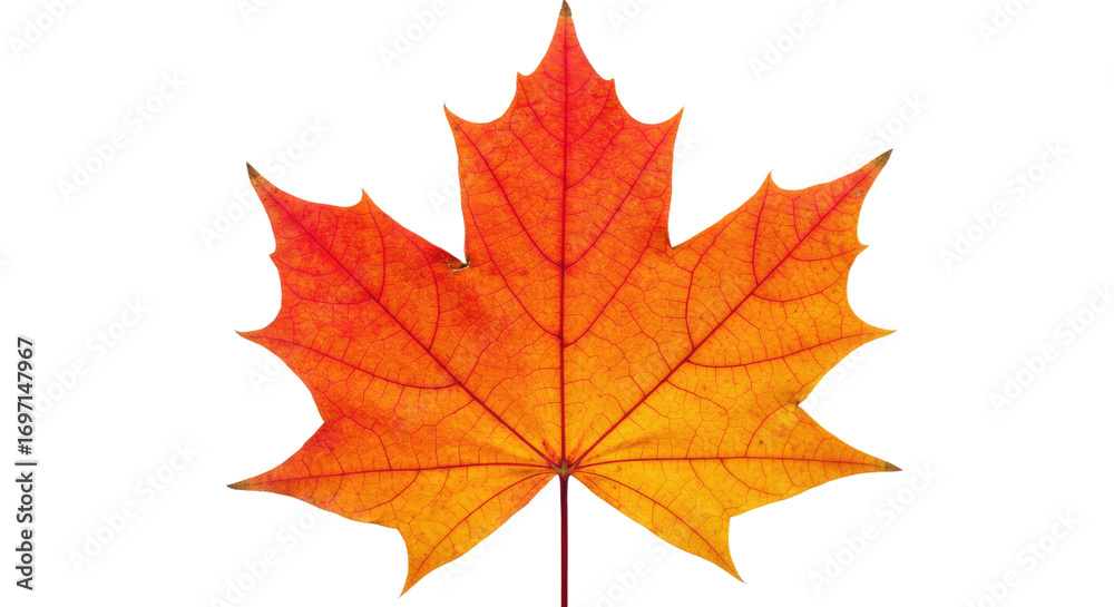 Fototapeta premium Vibrant Orange Maple Leaf Autumn Foliage 6.