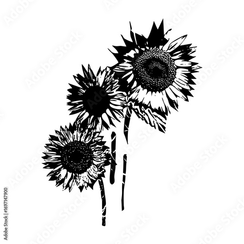 Vector Detailed black and white sunflower illustrations showcase botanical beauty.