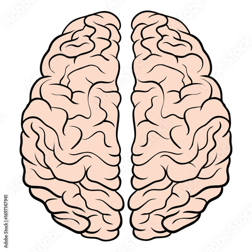 Human Brain Anatomy Vector