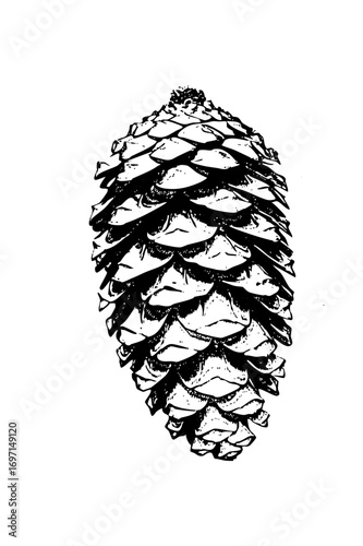 Vector Detailed of a pinecone with textured scales.