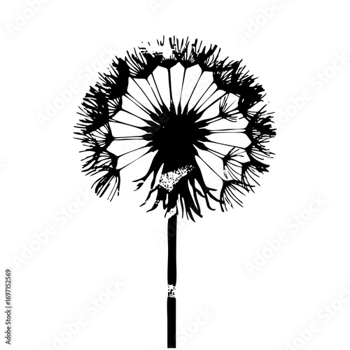 Vector Detailed dandelion seed head with a slender stem.