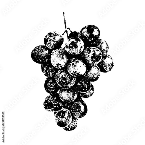 Vector Detailed of a bunch of grapes