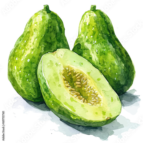 Chayote, watercolor painting vector, isolated on a white background.