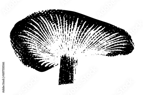 Vector Detailed of a mushroom with radiating gills.