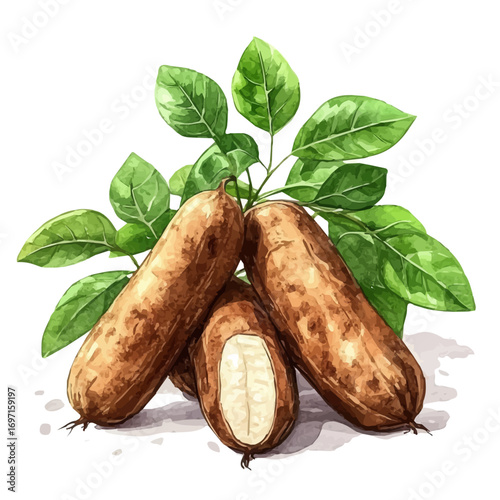 Cassava, watercolor painting vector, isolated on a white background.