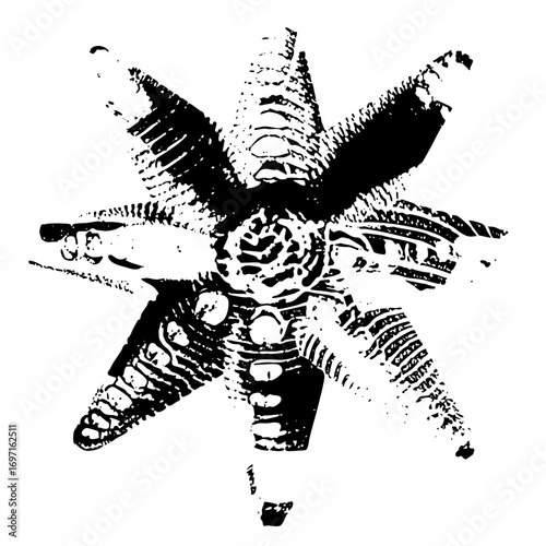 Vector Detailed starfish showcases intricate marine texture.
