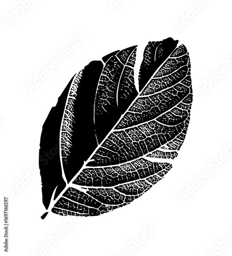 Vector Detailed black leaf showcases intricate vein .