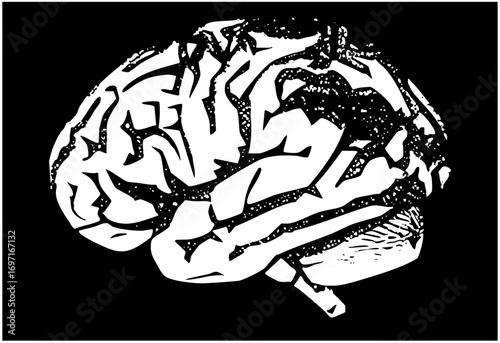 Vector Detailed brain showcases complex neural structure.