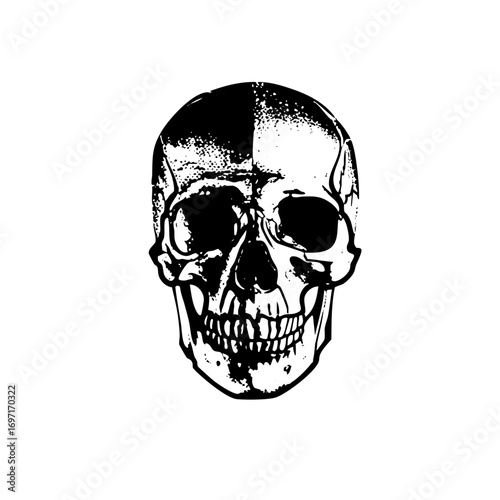Vector Detailed skull with textured shading.