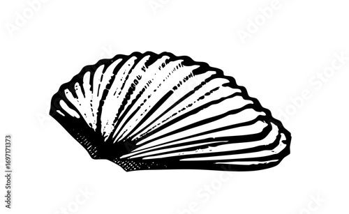Vector Detailed of a scallop with radiating ridges.