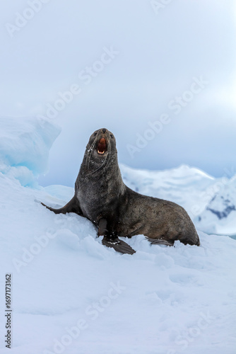 Antarctic fur seal (Arctocephalus gazella) resting on snow in the icy wilderness of Antarctica. 