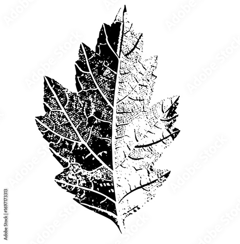Vector Split Maple Leaf with Textured Detail